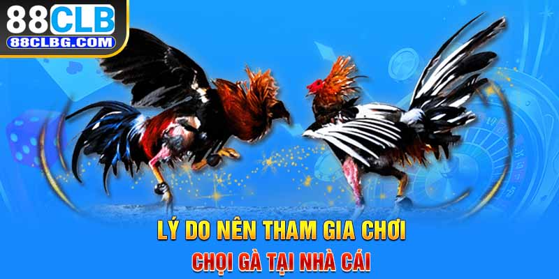 Lý do nên tham gia chơi chọi gà tại nhà cái 88CLB